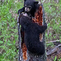 King of the Stump Black Bear Cub Game Photograph by Natural Focal Point Photography King of the Stump Black Bear Cub Game Photograph by Natural Focal Point Photography