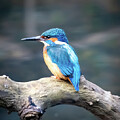 Kingfisher by Colin Rayner