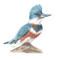 Kingfisher Painting by Monica Burnette Kingfisher Painting by Monica Burnette