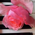 Kiss From A Rose Maria Callas On The Piano Photograph by Leonida Arte Kiss From A Rose Maria Callas On The Piano Photograph by Leonida Arte