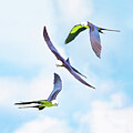 Kite-S-T-1-2-3A by Sally Fuller