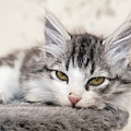 Kitten Lying On Bed And Looking At Camera Photograph by Mikhail Kokhanchikov Kitten Lying On Bed And Looking At Camera Photograph by Mikhail Kokhanchikov
