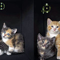 Kitten Mug Template Photograph by Dawn Key