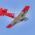 Kiwi Flight Photograph by Rick Nelson Kiwi Flight Photograph by Rick Nelson