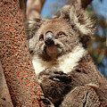 Koala Photograph by Elaine Teague Koala Photograph by Elaine Teague