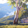 Koala in the Tree Painting by Graham Gercken Koala in the Tree Painting by Graham Gercken