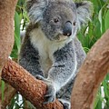 Koala Photograph by Sarah Lilja Koala Photograph by Sarah Lilja