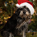 Koby Christmas paw wave by Kim Mobley