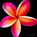 Kohala by Denise Railey