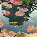 Koi and Waterlily Pads Photograph by Karen Zuk Rosenblatt Koi and Waterlily Pads Photograph by Karen Zuk Rosenblatt