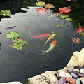 Koi Fish and Lily Pads Photograph by Karen Zuk Rosenblatt Koi Fish and Lily Pads Photograph by Karen Zuk Rosenblatt