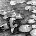 Koi Garden in Black and White Painting by Hailey E Herrera Koi Garden in Black and White Painting by Hailey E Herrera