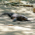 Komodo Island, Indonesia - Komodo Dragon 4 by Richard Krebs