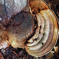 Rings Of Fungi Photograph by Tim Nyberg Rings Of Fungi Photograph by Tim Nyberg