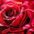 Labelle Rose by Karin Dawn Kelshall- Best Labelle Rose by Karin Dawn Kelshall- Best