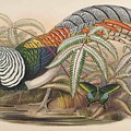 Lady Amherst's Pheasant Mixed Media by Beautiful Nature Prints Lady Amherst's Pheasant Mixed Media by Beautiful Nature Prints