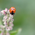Lady Bug 1 Photograph by Amy Fose Lady Bug 1 Photograph by Amy Fose