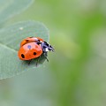 Lady Bug 2 Photograph by Amy Fose Lady Bug 2 Photograph by Amy Fose