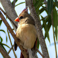 Lady Cardinal Portait by Cheri Freeman