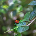 Ladybug Photograph by MPhotographer Ladybug Photograph by MPhotographer