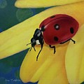 Ladybug on Yellow Flower by Ana Tirolese