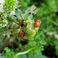 LadyBugs Feeding Photograph by Stacie Siemsen LadyBugs Feeding Photograph by Stacie Siemsen