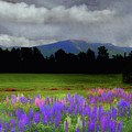 Lafayette Lupine Mindscape by Wayne King