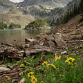 Lake Agnes Wildflowers Photograph by Aaron Spong Lake Agnes Wildflowers Photograph by Aaron Spong
