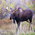 Lake Grazing by Lana Trussell