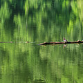 Lake Wildlife Photograph by David Beechum Lake Wildlife Photograph by David Beechum