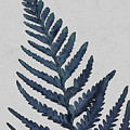 Large Fern Blue by Rachel Elise