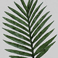 Large Palm Leaf Green by Rachel Elise
