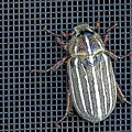 Large Watermealon Beetle Photograph by David Desautel Large Watermealon Beetle Photograph by David Desautel