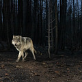 Lassen Pack Wolves Photograph by Randy Robbins Lassen Pack Wolves Photograph by Randy Robbins