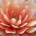 Last Flowers of Summer by Forest Floor Photography
