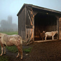 Late Autumn on Bragg Farm - Vermont by Joann Vitali