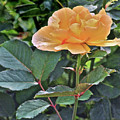 Late Summer Yellow Rose Photograph by Janis Senungetuk Late Summer Yellow Rose Photograph by Janis Senungetuk