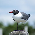 Laughing Gull Photograph by Heather E Harman Laughing Gull Photograph by Heather E Harman
