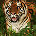 Laughing Tiger Photograph by Brad Barton Laughing Tiger Photograph by Brad Barton