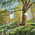 Laurel Ridge Foundation 2025 by Dave King