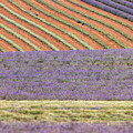 Lavender fields background.  by Jane Rix