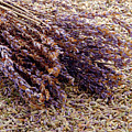 Lavender Flower Bunch in Seed Bed Photograph by Olivier Le Queinec Lavender Flower Bunch in Seed Bed Photograph by Olivier Le Queinec