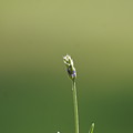 Lavender Photograph by Heather E Harman Lavender Photograph by Heather E Harman