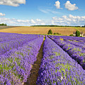 Lavender rows at Snowshill Farm, The Cotswolds, England Photograph by Neale And Judith Clark Lavender rows at Snowshill Farm, The Cotswolds, England Photograph by Neale And Judith Clark
