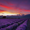 Lavender Season Photograph by Evgeni Dinev Lavender Season Photograph by Evgeni Dinev