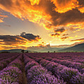 Lavender Sun Photograph by Evgeni Dinev Lavender Sun Photograph by Evgeni Dinev