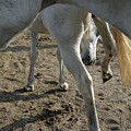 Layers of Mares Photograph by M Kathleen Warren Layers of Mares Photograph by M Kathleen Warren