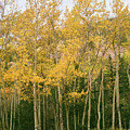 Layers of Yellow Photograph by Ana V Ramirez Layers of Yellow Photograph by Ana V Ramirez