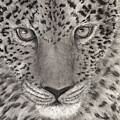 Layla by Tamara Nelson