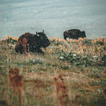 Lazy Bison Photograph by William Boggs Lazy Bison Photograph by William Boggs